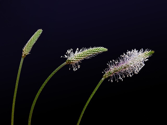 From bud to flower: Three stages of weed development.